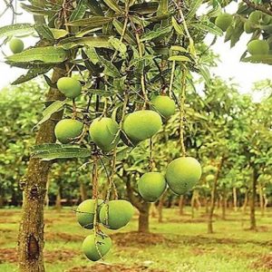 হাড়িভাঙ্গা আম ১০ কেজি